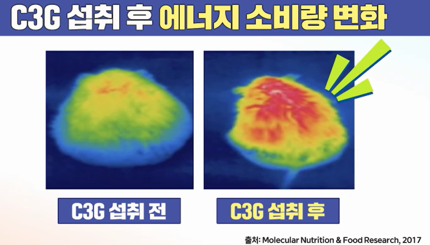 모로실 효능