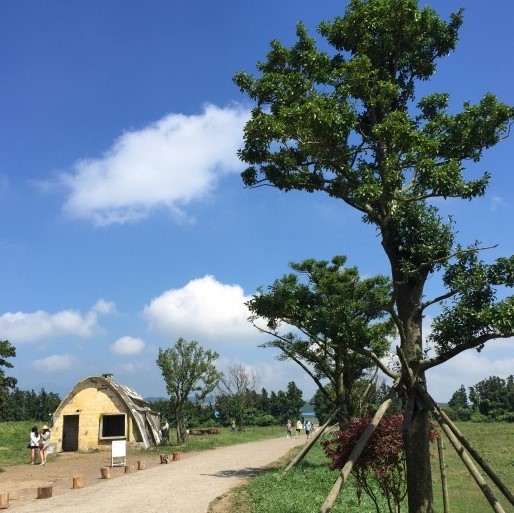  제주 속 이국 풍경! 제주 사진찍기 좋은 명소, 제주 성이시돌목장