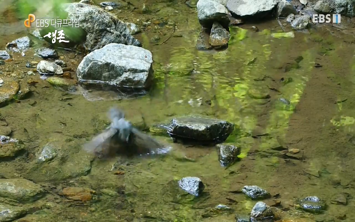 생존 3부_ EBS 다큐프라임_ 220629.avi_20220701_210049.737.jpg