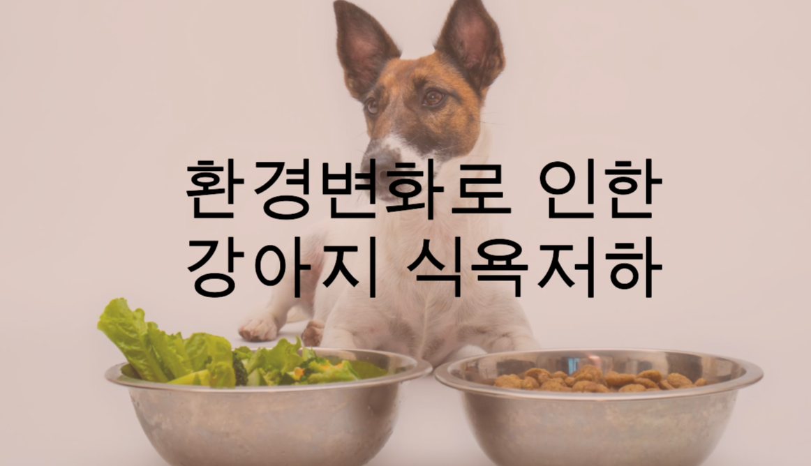 환경변화로 인한 강아지 식욕 저하