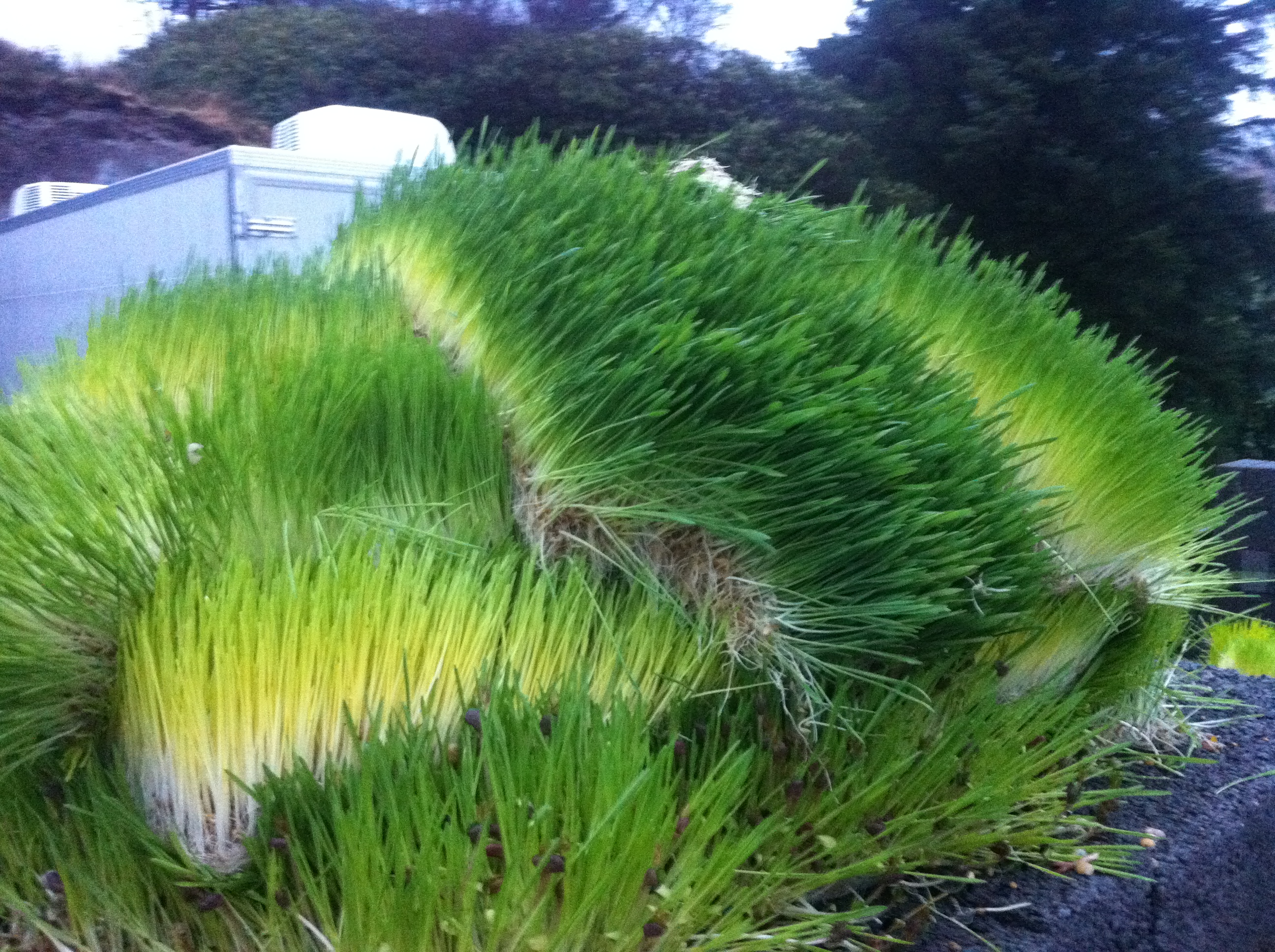 보리싹 싹의 7가지 효능과 부작용 38