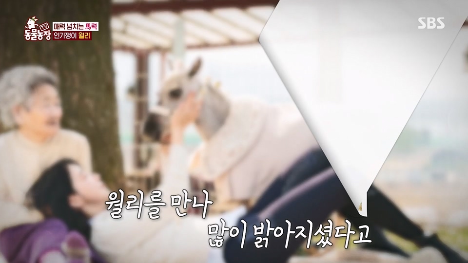 TV 동물농장.E1126.230625p.H264-F1RST.mp4_20230626_204302.625.jpg