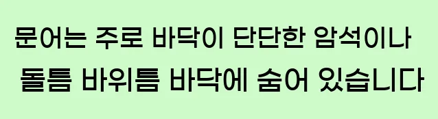  문어는 주로 바닥이 단단한 암석이나 돌틈, 바위틈, 바닥에 숨어 있습니다.