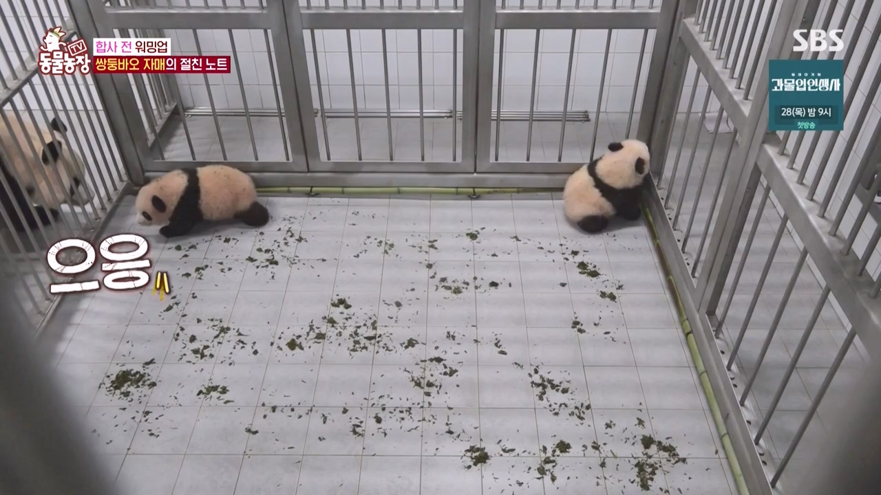 TV 동물농장.E1150.231218p-NEXT.mp4_20231217_171348.167.jpg