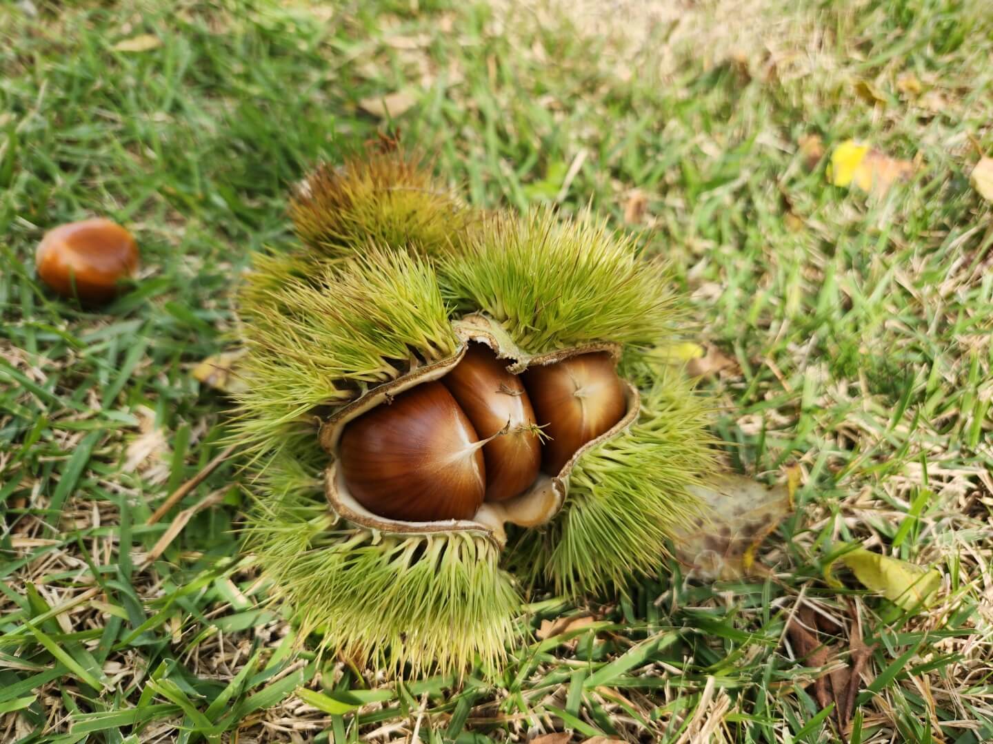 알밤 삼형제