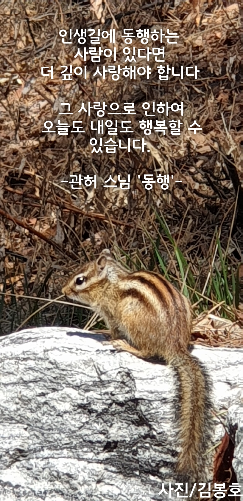  월미도 월미산에서 만난 다람쥐