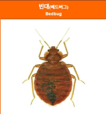 빈대