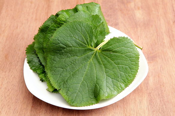  곰취 효능 부작용