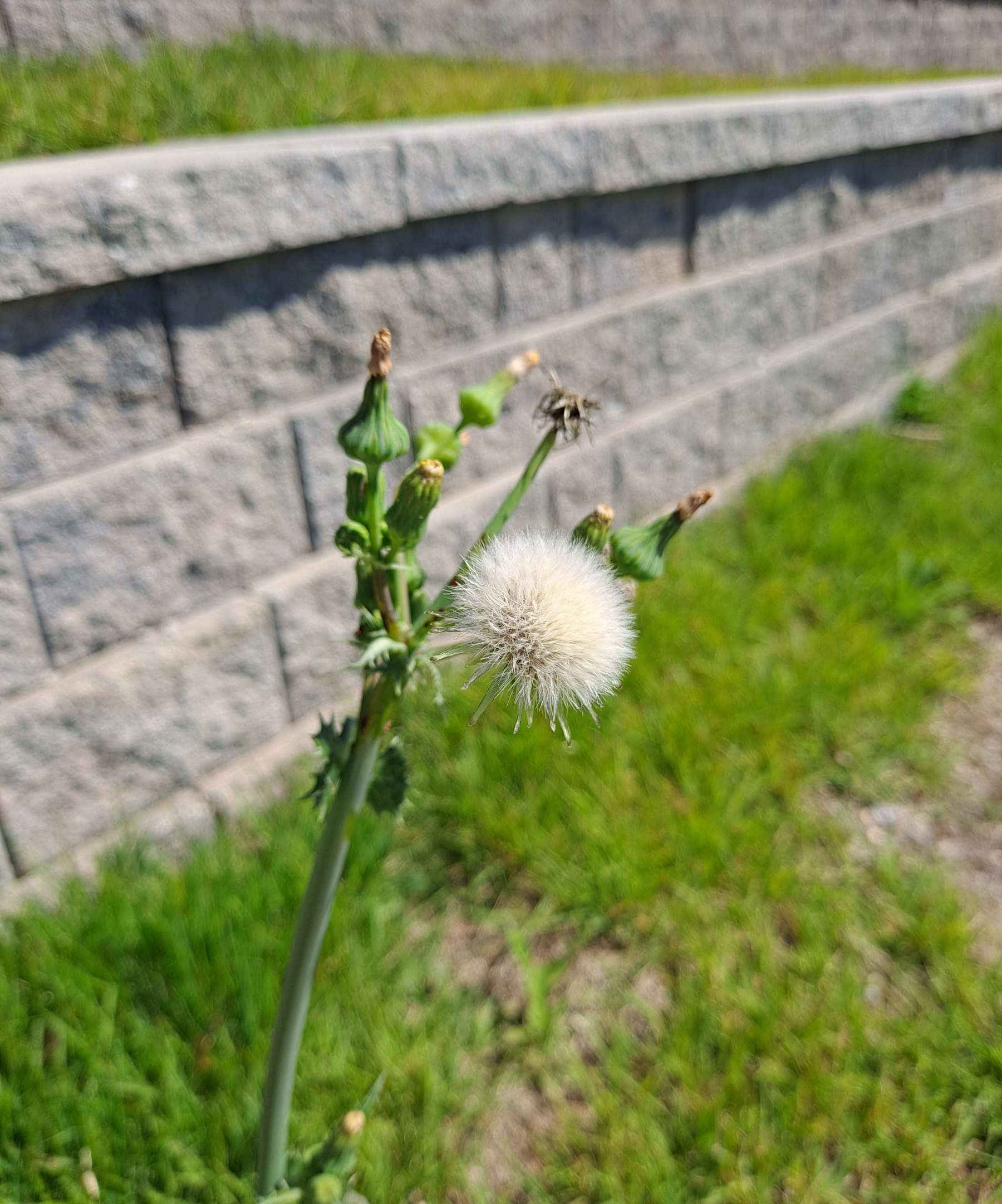 안장시설 들꽃