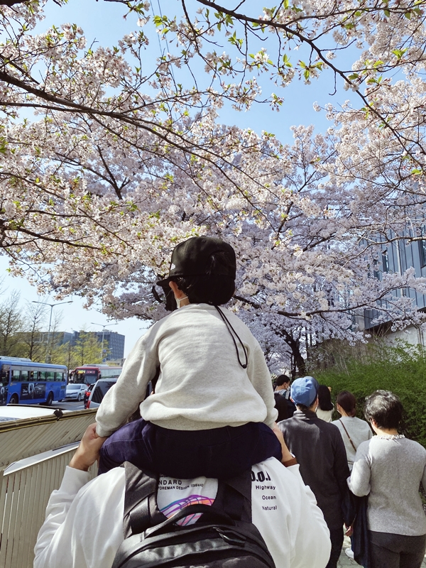  아이랑 봄소풍 여의도 벚꽃구경 & 노량진 수산시장
