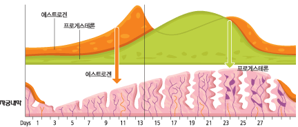 생리 - 사이클과 - 호르몬 - 사진