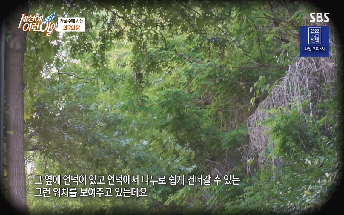 순간포착 세상에 이런일이.E1182.220532p-NEXT.mp4_20220601_173145.275.jpg