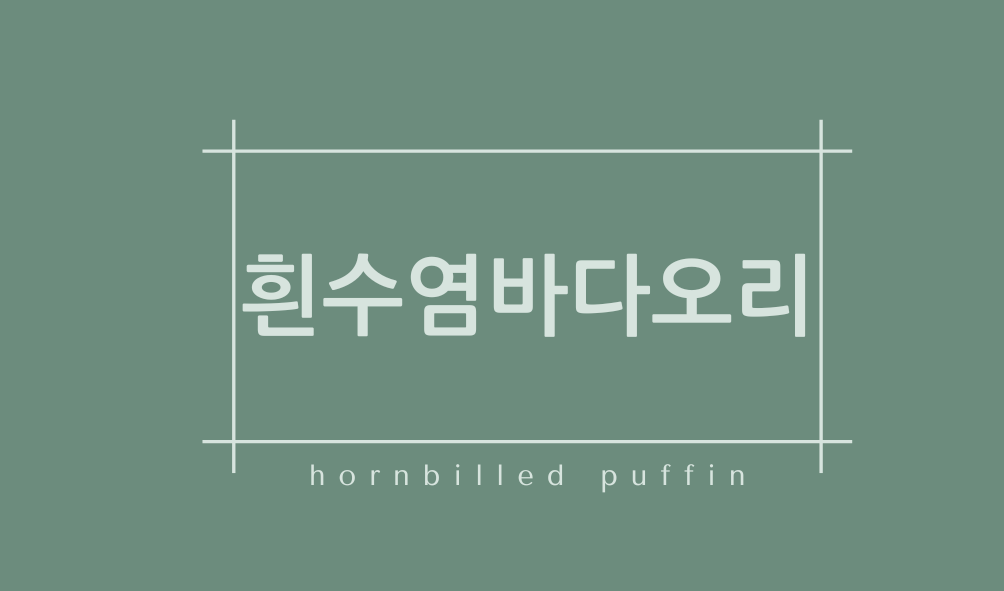 흰수염바다오리(hornbilled puffin)