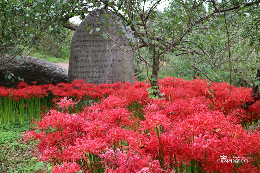 빨간 꽃무릇이 피어있는 사진