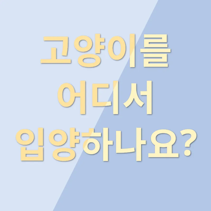 고양이 입양_1