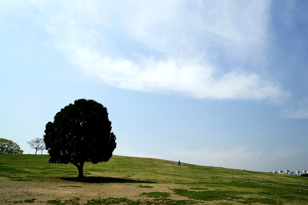 서울시-관광지-직영공원-걷기-올림픽공원-나홀로나무