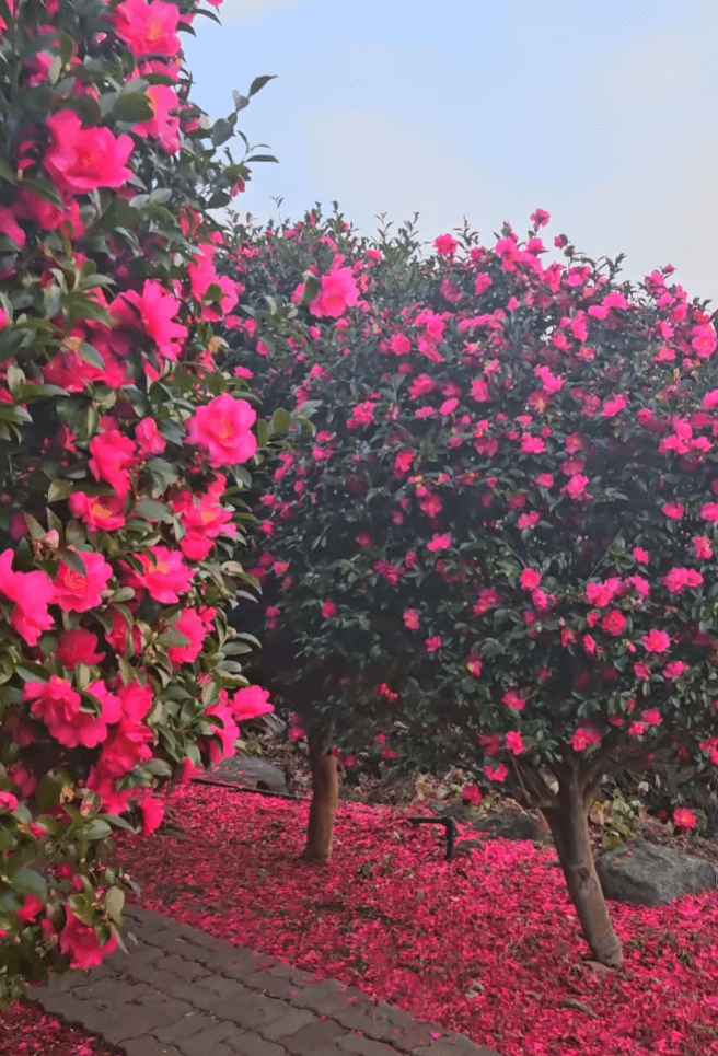 제주도 축제