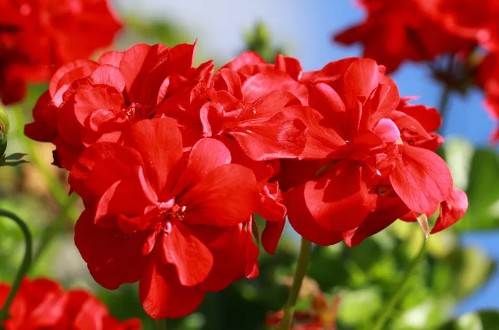 정원꾸미기 아름다운 빨간 꽃 - 제라늄
