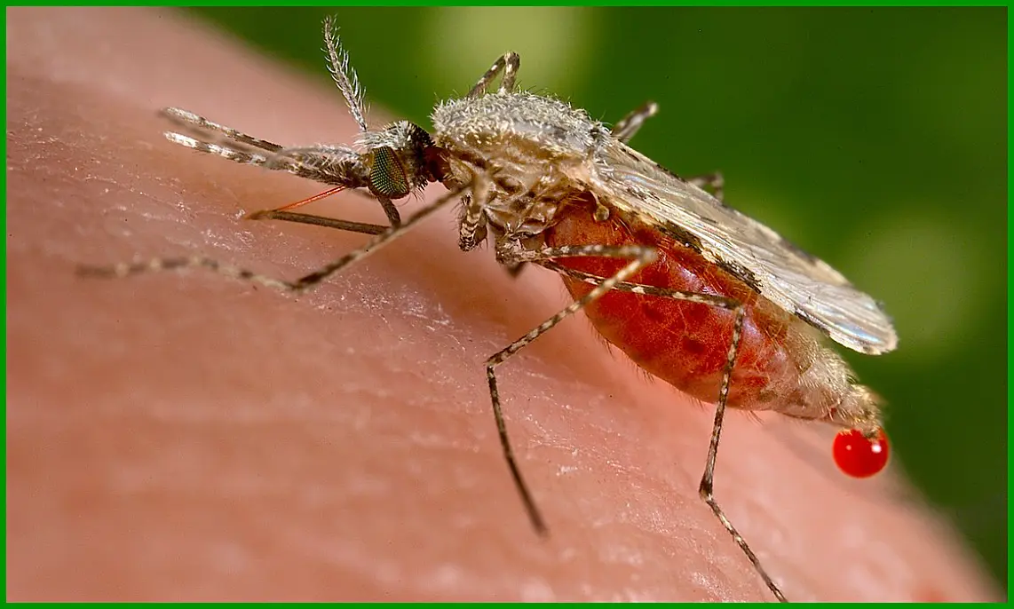 말라리아 백신