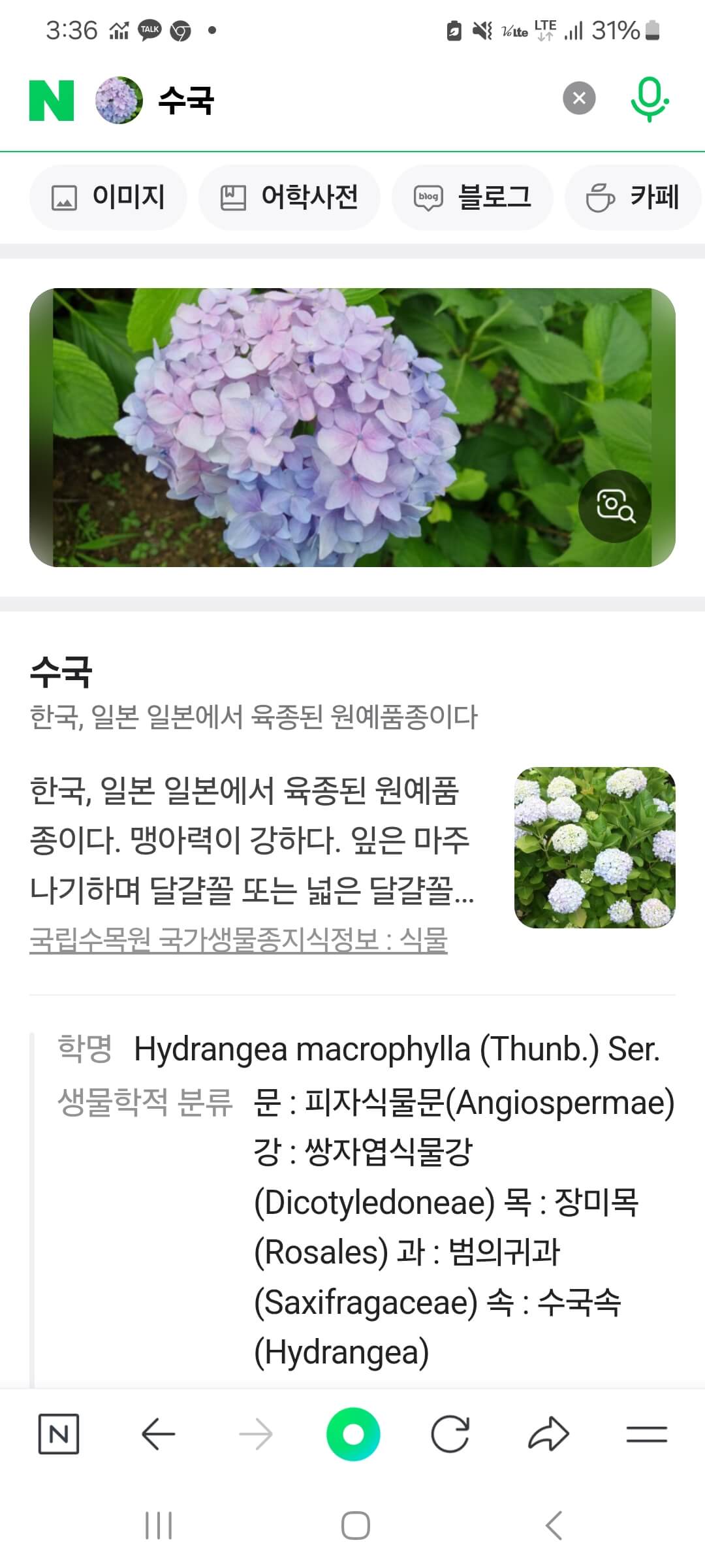 수국