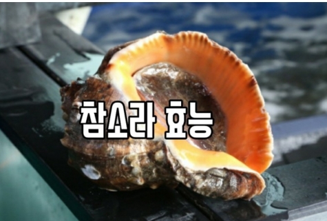  참소라 효능 알아보기