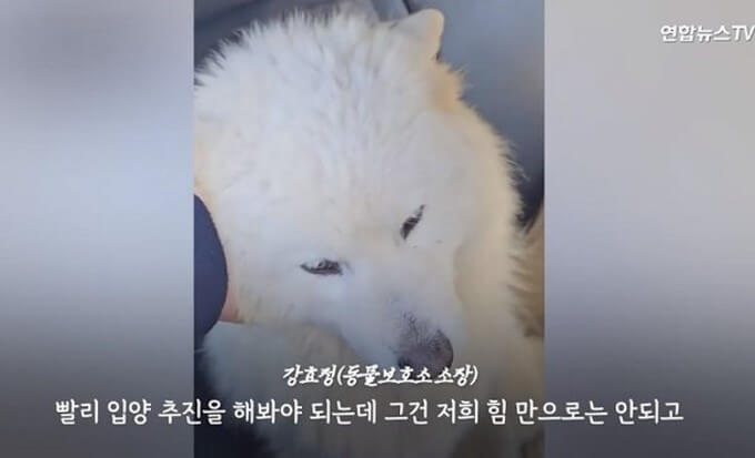 사모예드 두 마리 고속도로 구조 : 고속도로 한가운데에 유기된 사모예드 두 마리가 극적으로 구조됐다. 구조자는 차량 블랙박스 영상을 인스타그램에 게시하며 상황을 공유했다.
구조 과정과 주변 차량의 반응 : 강아지들을 피하기 위해 도로를 정체한 차량들로 인해 사고 위험이 있었지만&#44; 주변 차량의 속도가 느려서 사고는 발생하지 않았다. 강아지들은 차량 블랙박스 영상에서 김씨의 차로 이동되는 모습이 담겼다.
네티즌과 보호소 관련 의견 : 네티즌들은 주인을 비난하며 강력한 처벌을 요구했고&#44; 보호소에서는 구조된 사모예드들의 순한 성격을 언급하며 입양을 촉구했다. 사모예드들은 당진시 동물보호소로 옮겨졌다.