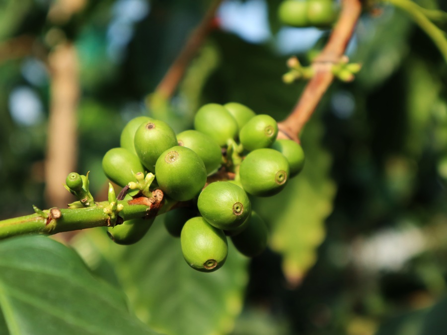 커피나무-열매