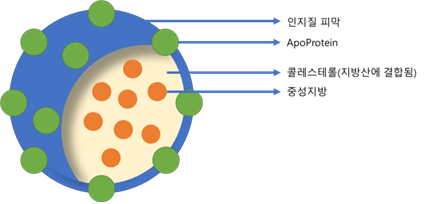 인지질의 구조