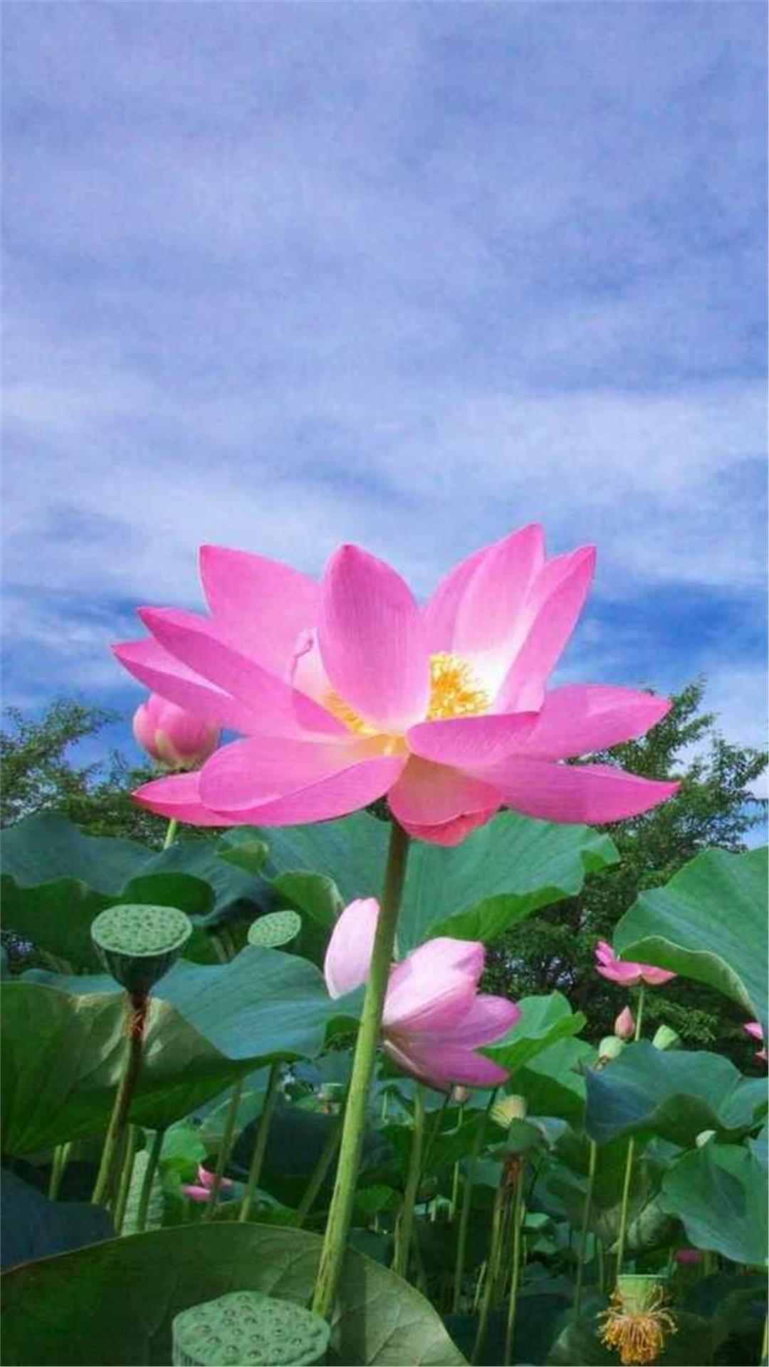 Lotus Flower iPhone Wallpaper