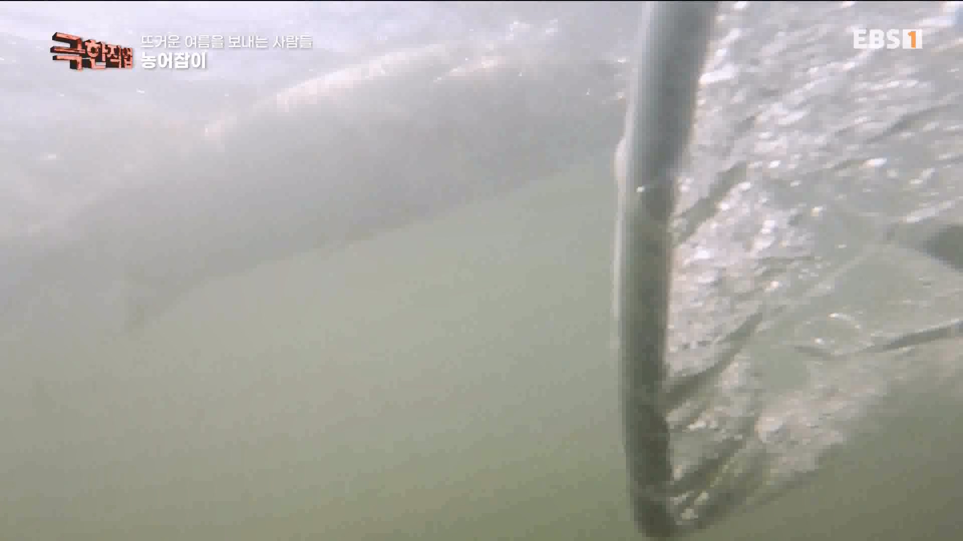 [극한 직업] 삼베 제작과 농어잡이 230812p.mp4_20230814_204011.072.jpg