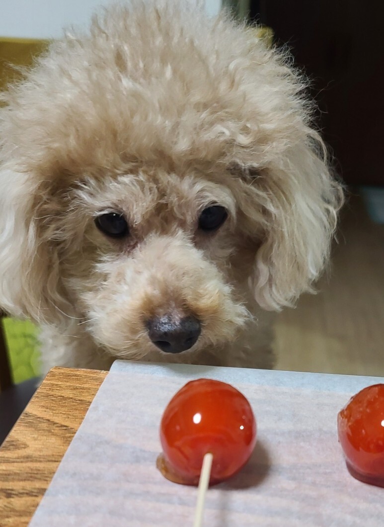  탕후루 만들기-대추 방울토마토 탕후루