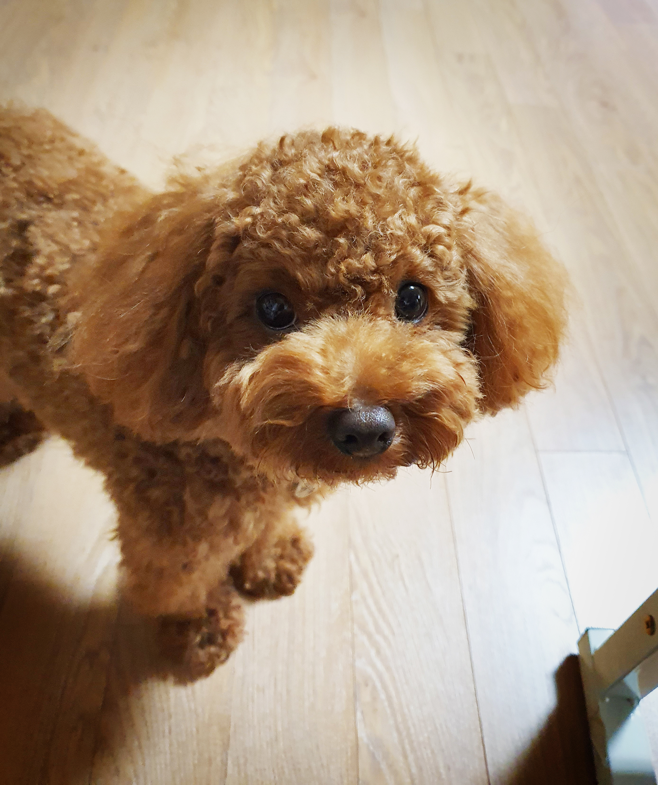 모찌의하루 이미지