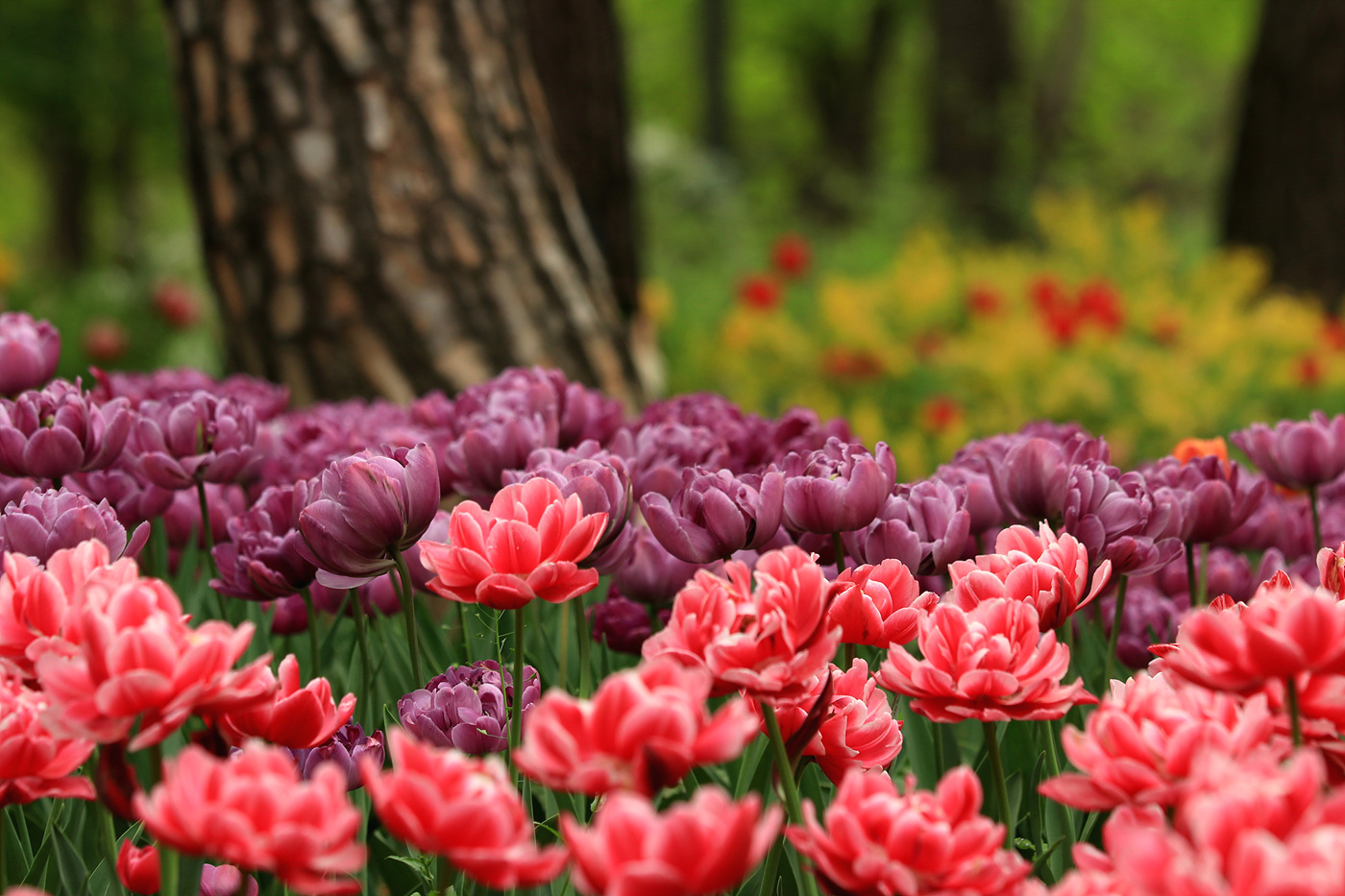 주말 서울숲 튤립 개화 현황… 18