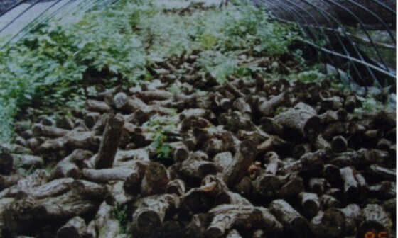 영상일기/20230216/나대자연 39