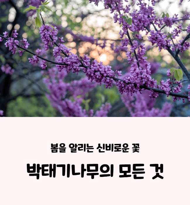 박태기나무