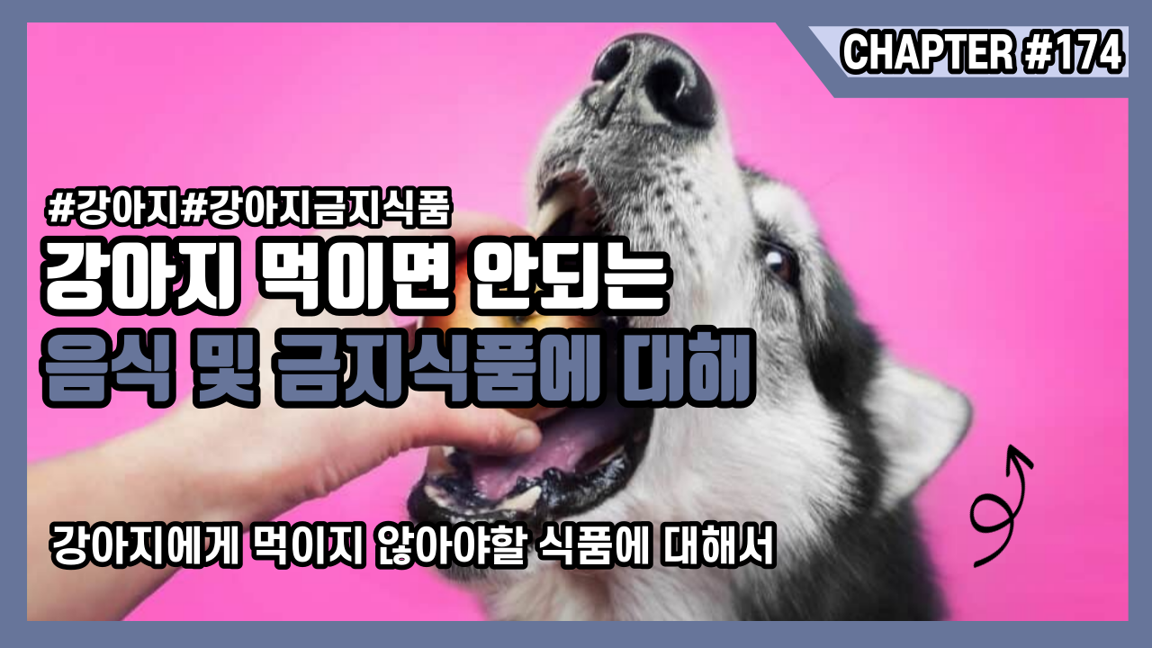  강아지 먹이면 안되는 음식 및 금지식품에 대해