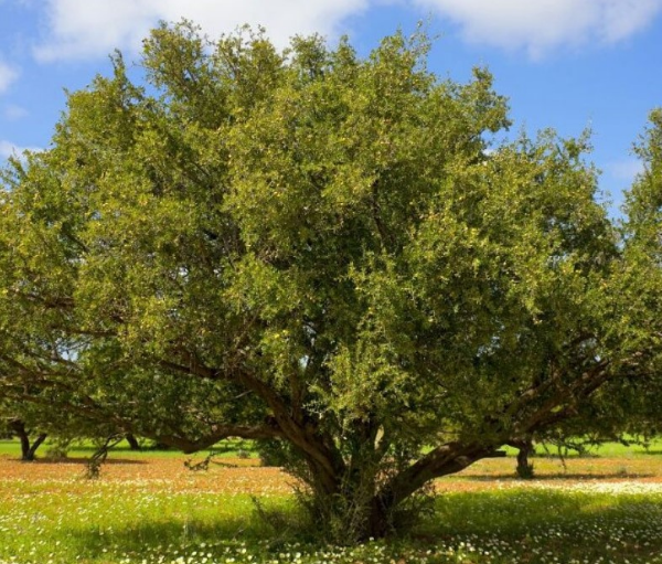 모로칸오일 아르간 오일나무