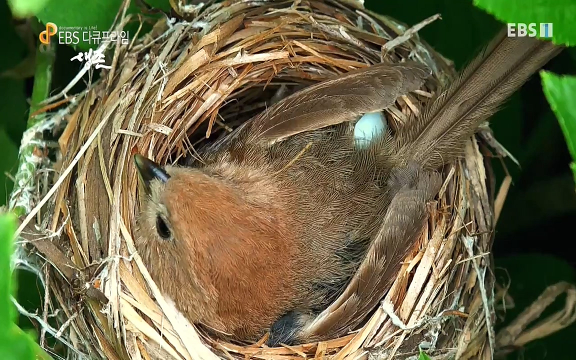 생존 3부_ EBS 다큐프라임_ 220629.avi_20220701_210752.212.jpg