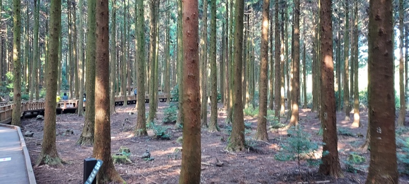 미로숲길옆-침엽수림