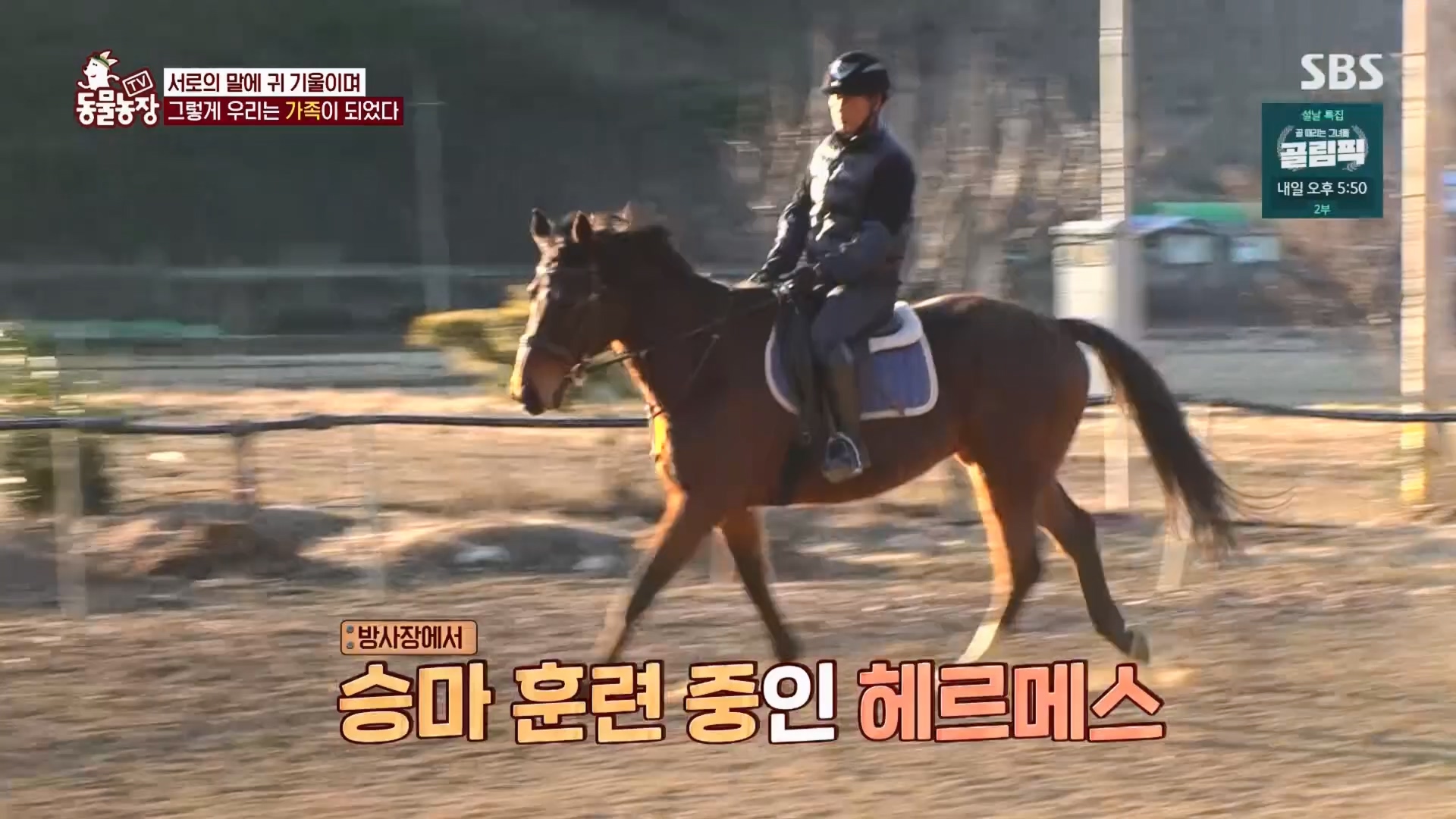 TV 동물농장.E1158.240211p.H264-F1RST.mp4_20240211_194058.578.jpg