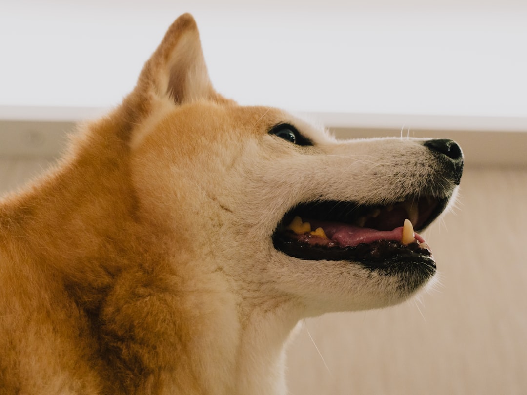 Dogecoin