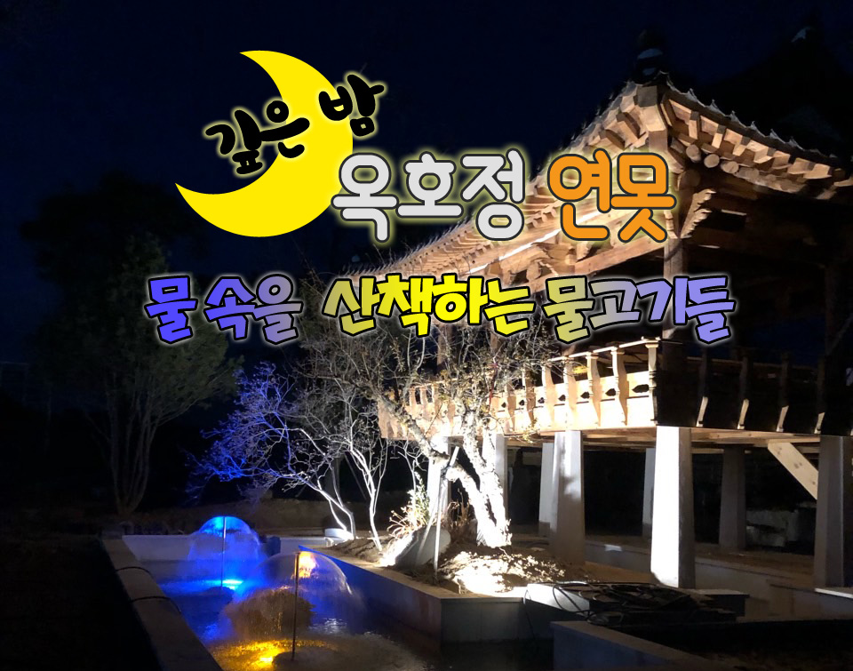  야간 조명으로 밝힌 옥호정 정자의 연못 속 물고기