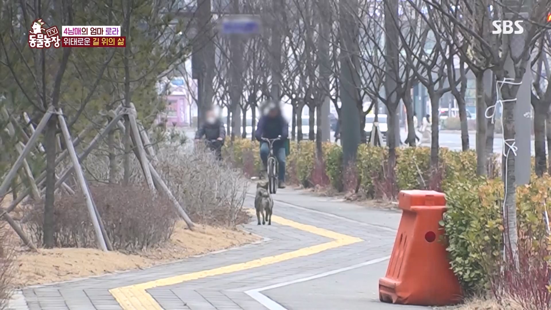 TV 동물농장.E1160.240225p.H264-F1RST.mp4_20240225_165121.026.jpg