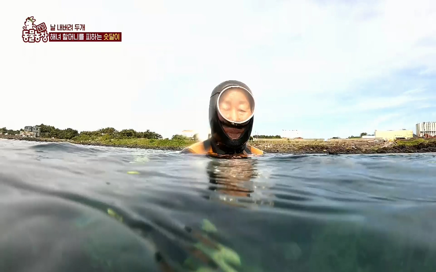 TV 동물농장.E1073.220612p.H264-F1RST.mp4_20220612_181403.276.jpg