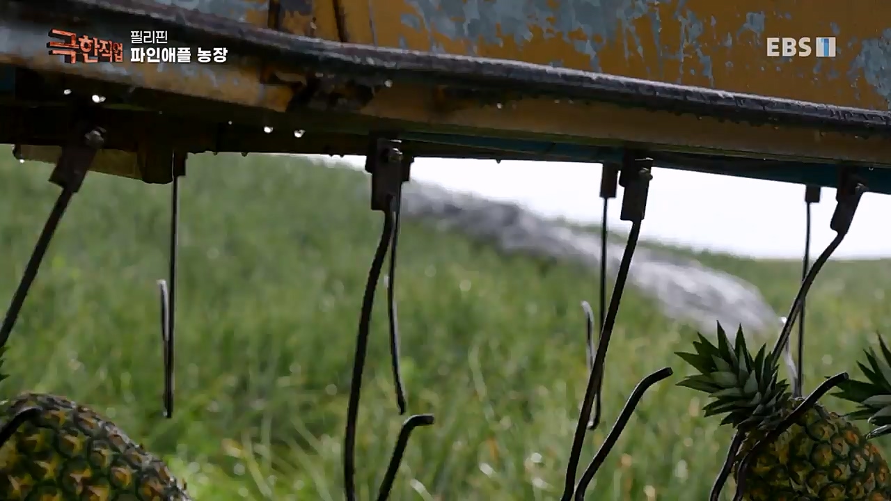 TV - 교육의 중심 EBS필리핀 바나나, 파인애플 농장.mp4_20230302_202908.570.jpg