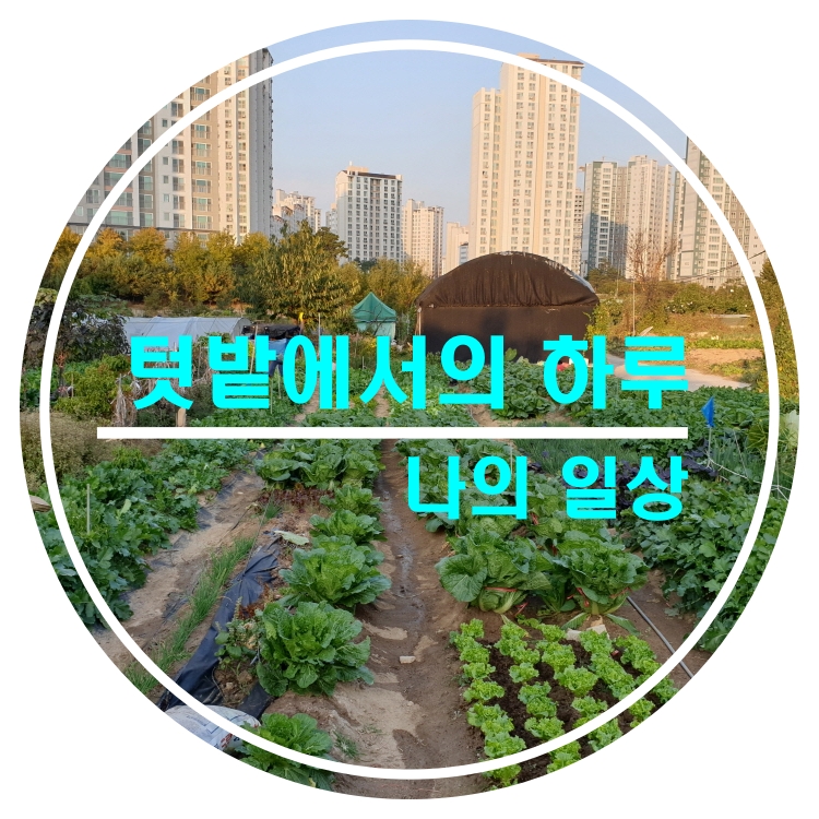  텃밭에서의 하루_배추,무우,상추,허브 기르기