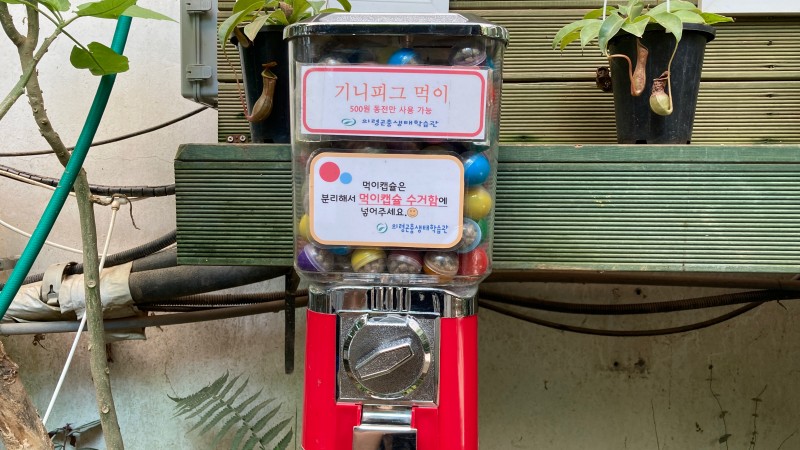 기니피그먹이