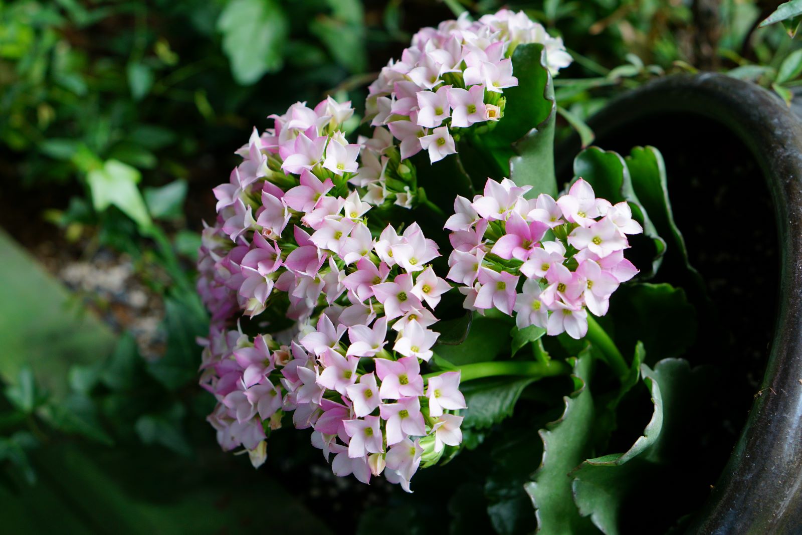 흰색에 엷은 분홍빛이 감도는 꽃&#44; 수국 닮은 꽃&#44;