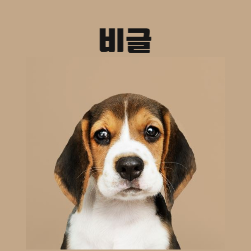 비글 분양 정보 및 기본 정보(성격,특징,털 빠짐,유전병) 비글 분양 정보 및 기본 정보(성격,특징,털 빠짐,유전병)