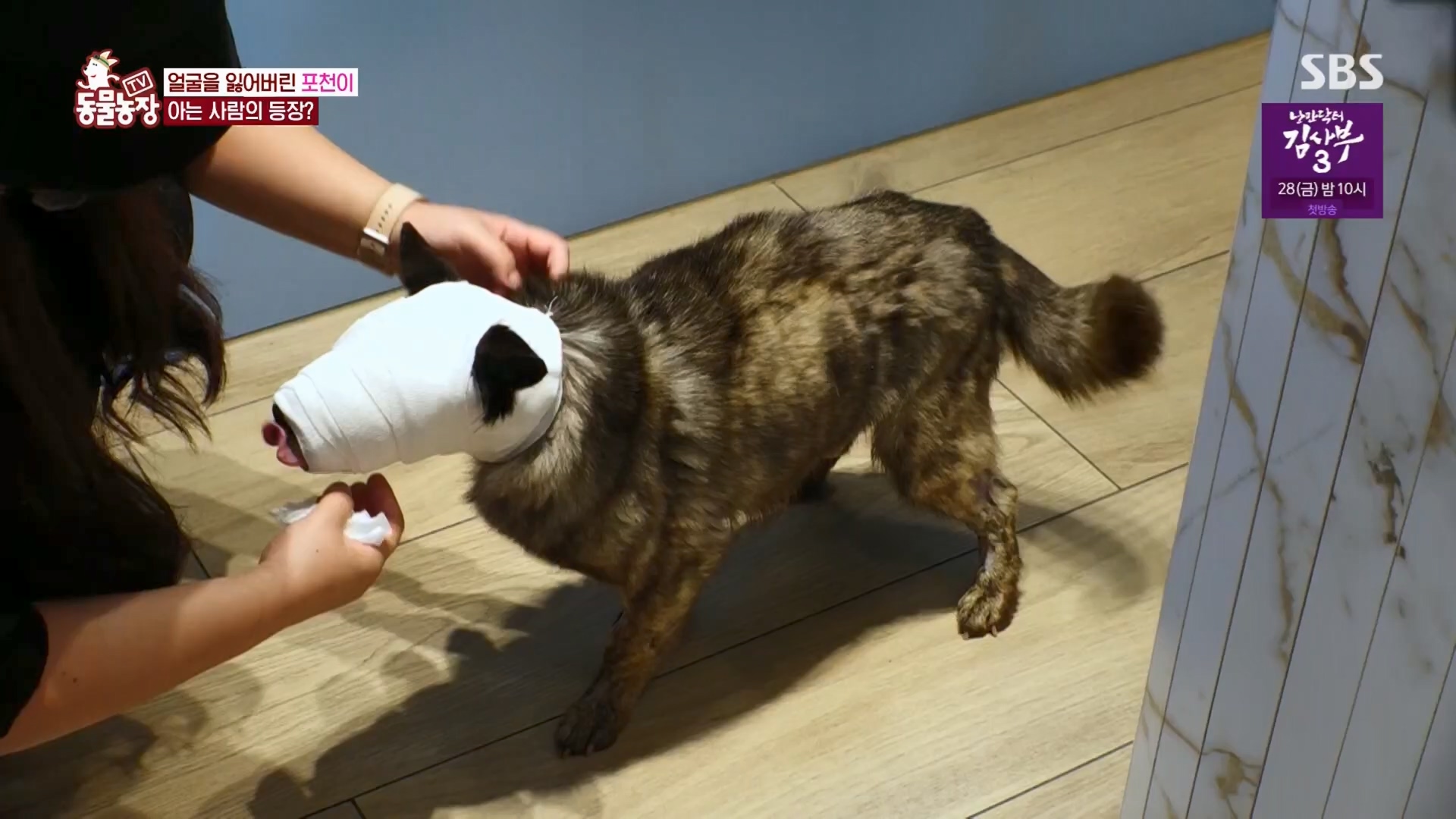 TV 동물농장.E1116.230416p.H264-F1RST.mp4_20230418_194213.556.jpg